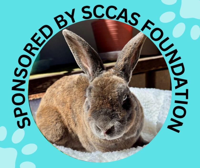 SPIRIT*, Adoptable, Adult Male Bunny Rabbit & Rex.