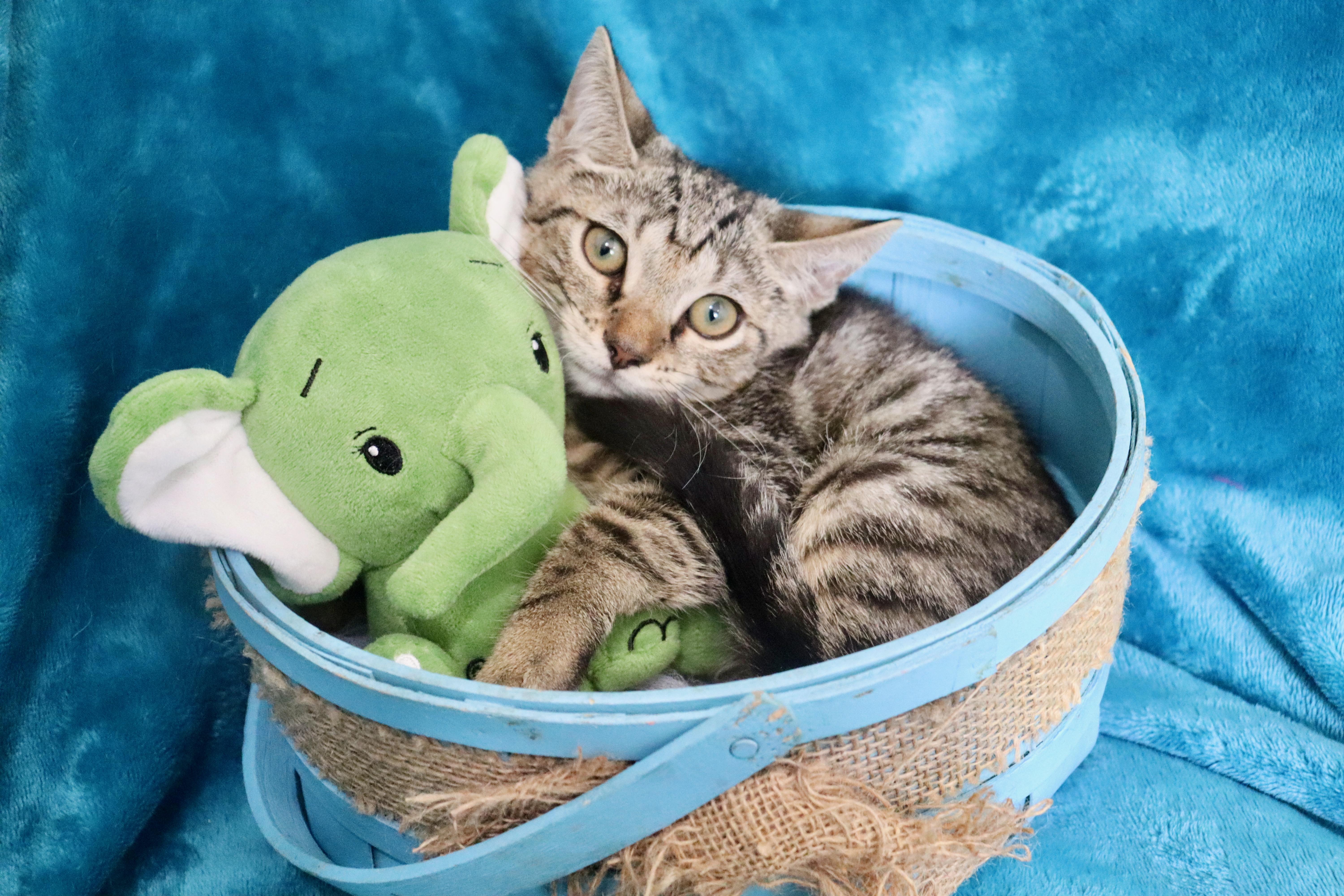 Pickle, a Adoptable mixed breed in Saint Augustine, FL image 2/6