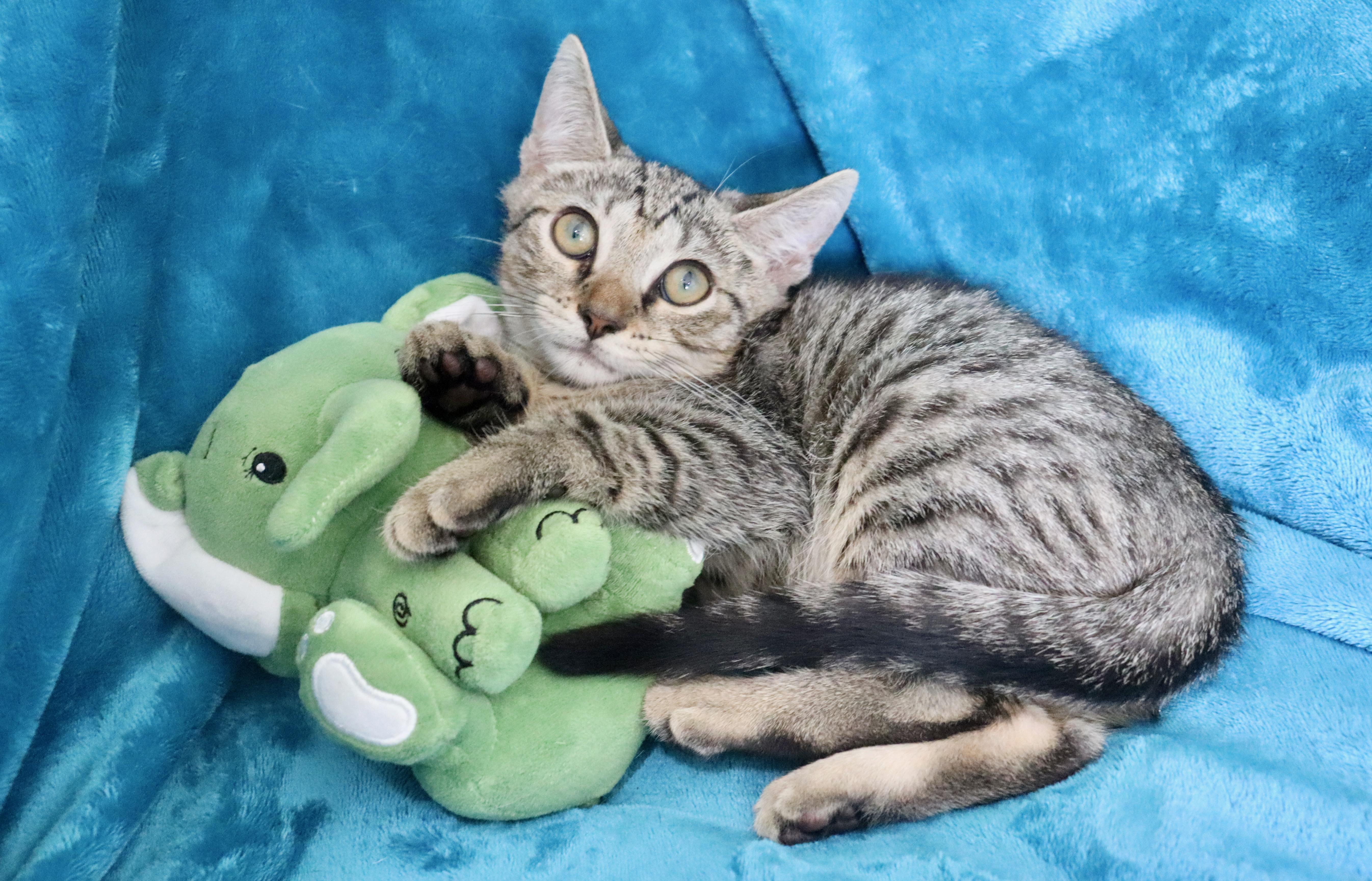 Pickle, a Adoptable mixed breed in Saint Augustine, FL image 1/6