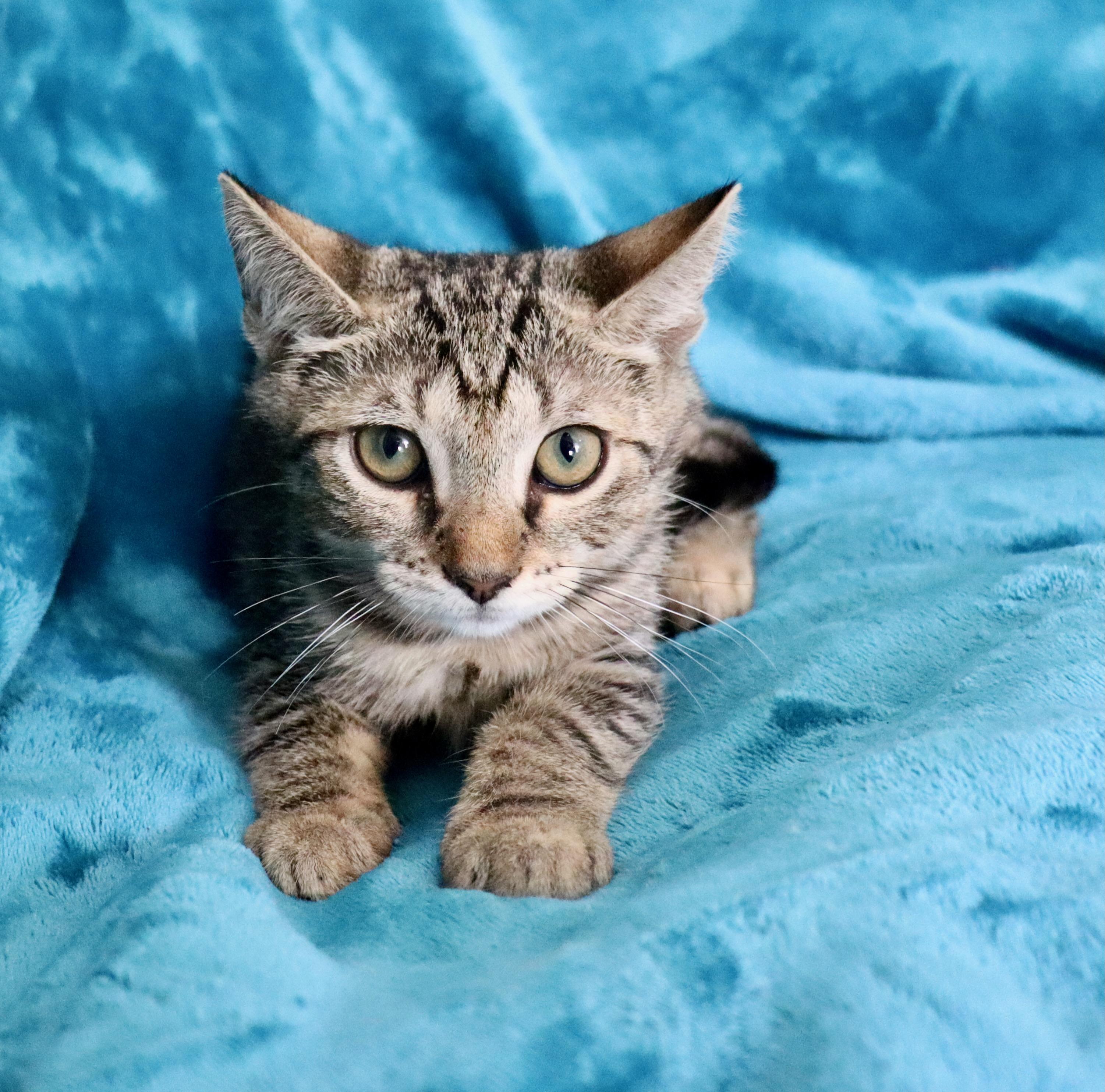 Pickle, a Adoptable mixed breed in Saint Augustine, FL image 3/6