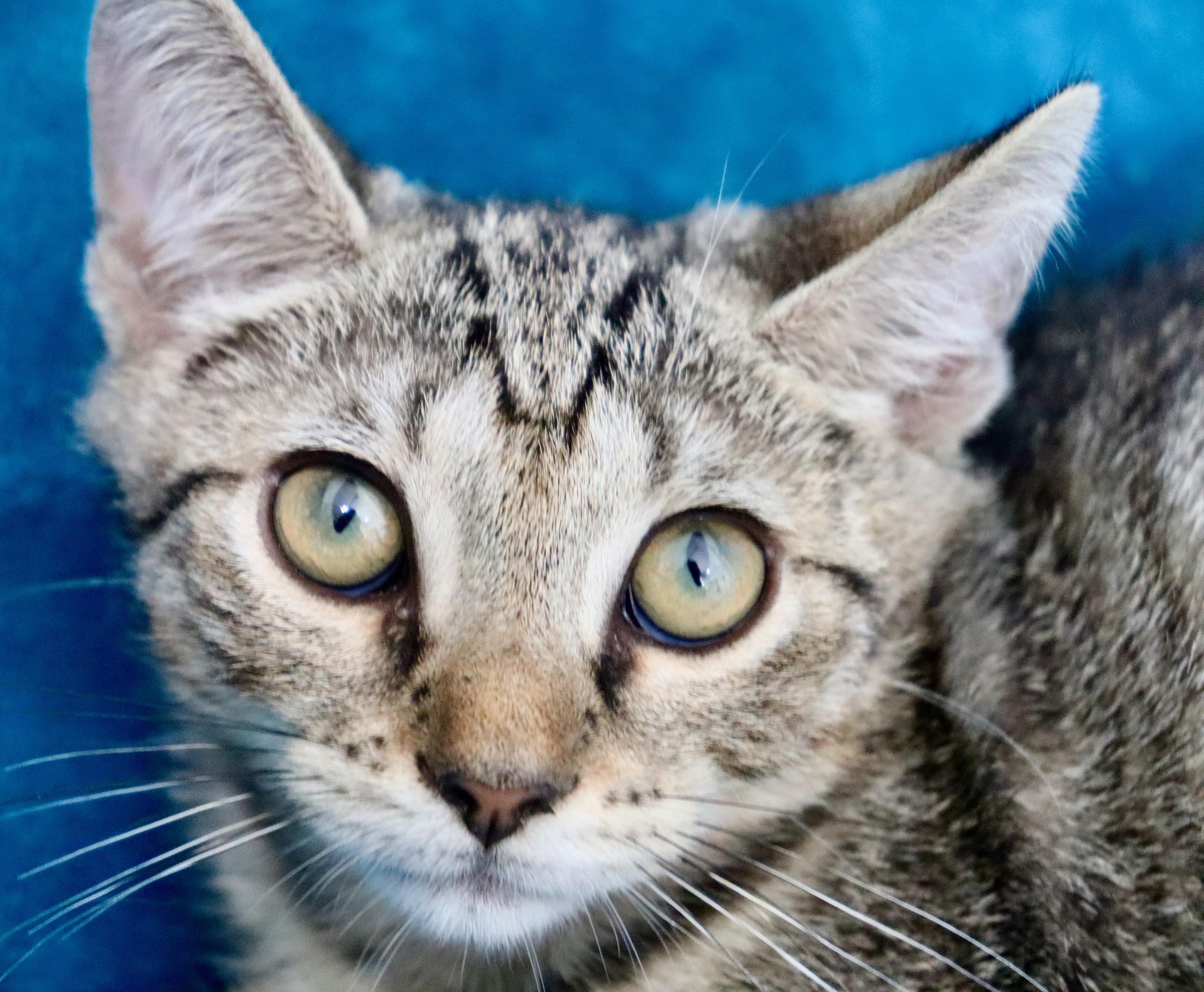 Pickle, a Adoptable mixed breed in Saint Augustine, FL image 4/6