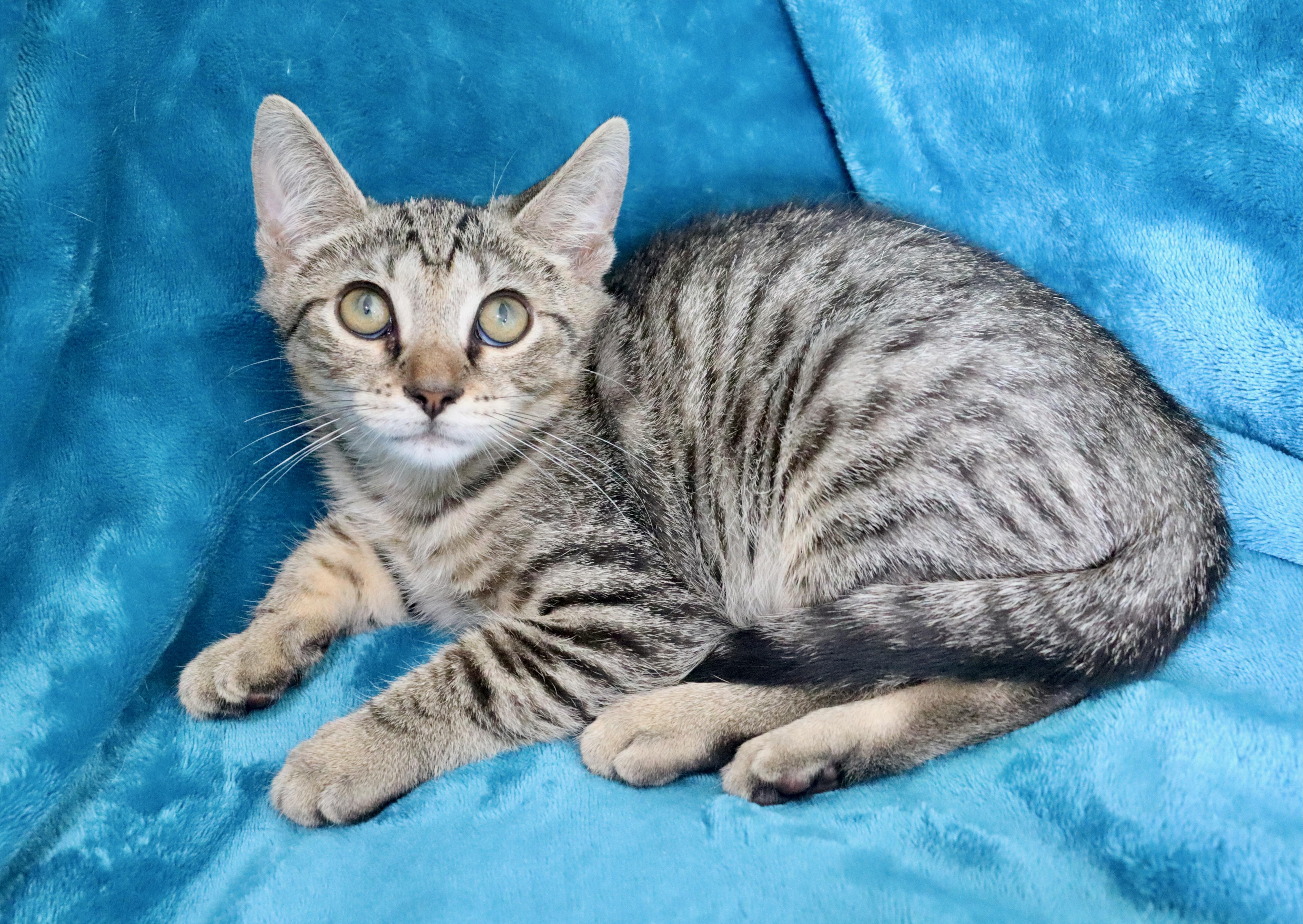 Pickle, a Adoptable mixed breed in Saint Augustine, FL image 5/6