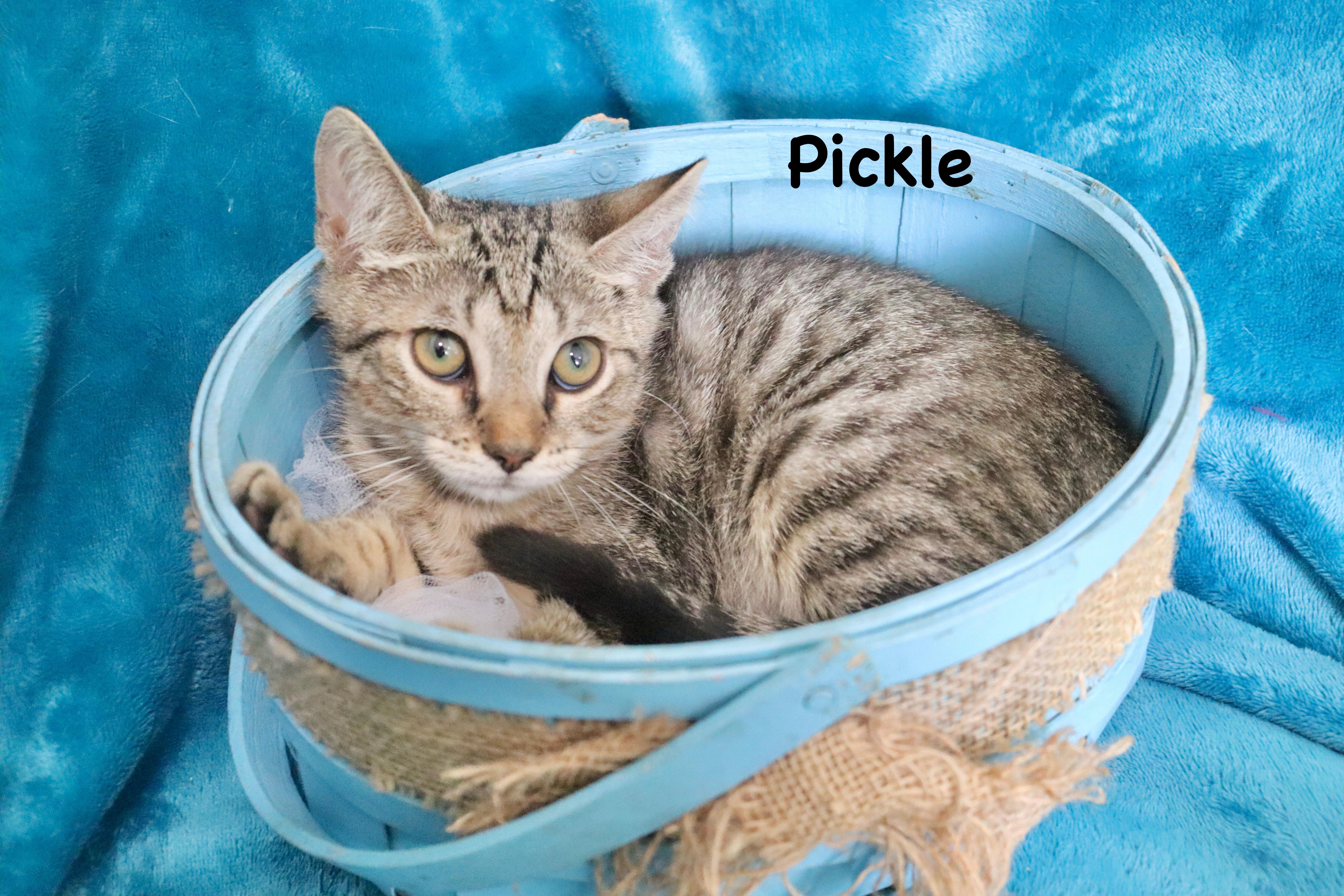 Pickle, a Adoptable mixed breed in Saint Augustine, FL image 6/6