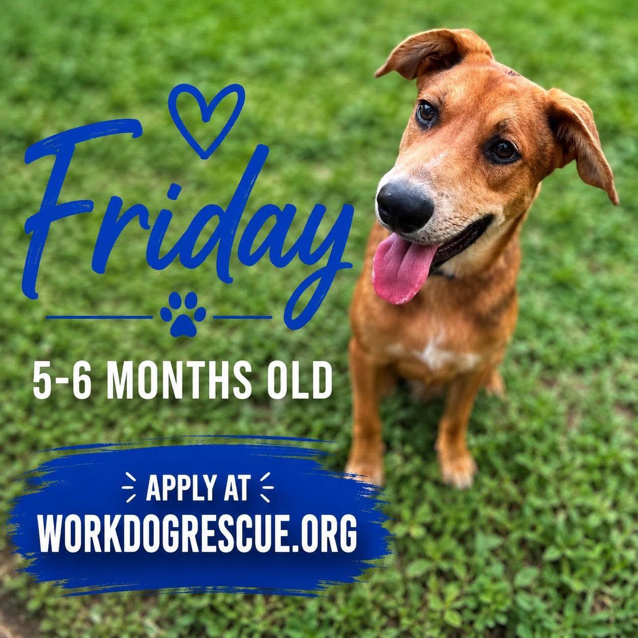 Enlarge Friday, a ADOPTABLE Mixed Breed in Lockhart, TX image 1/3