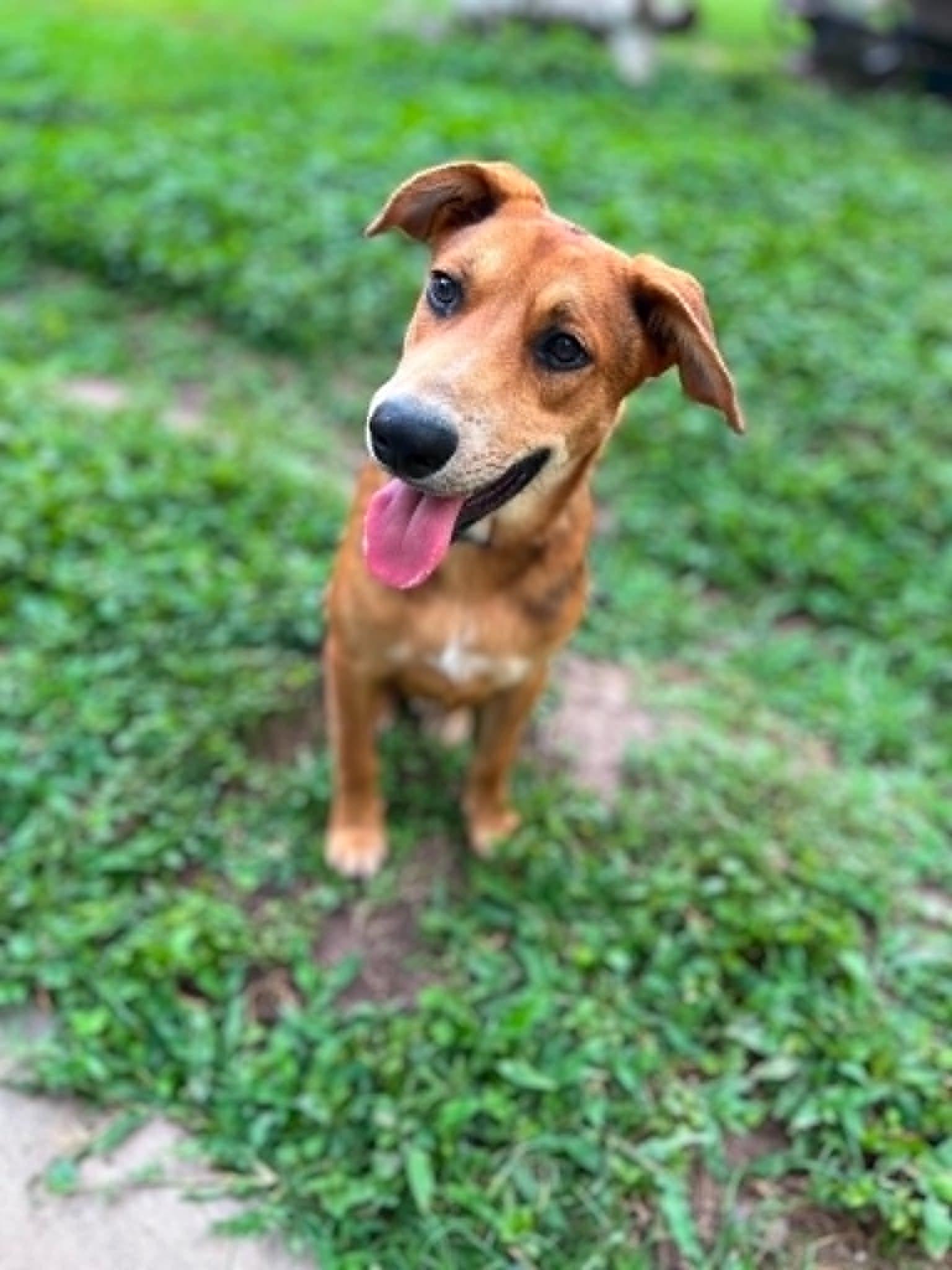 Enlarge Friday, a ADOPTABLE Mixed Breed in Lockhart, TX image 2/3