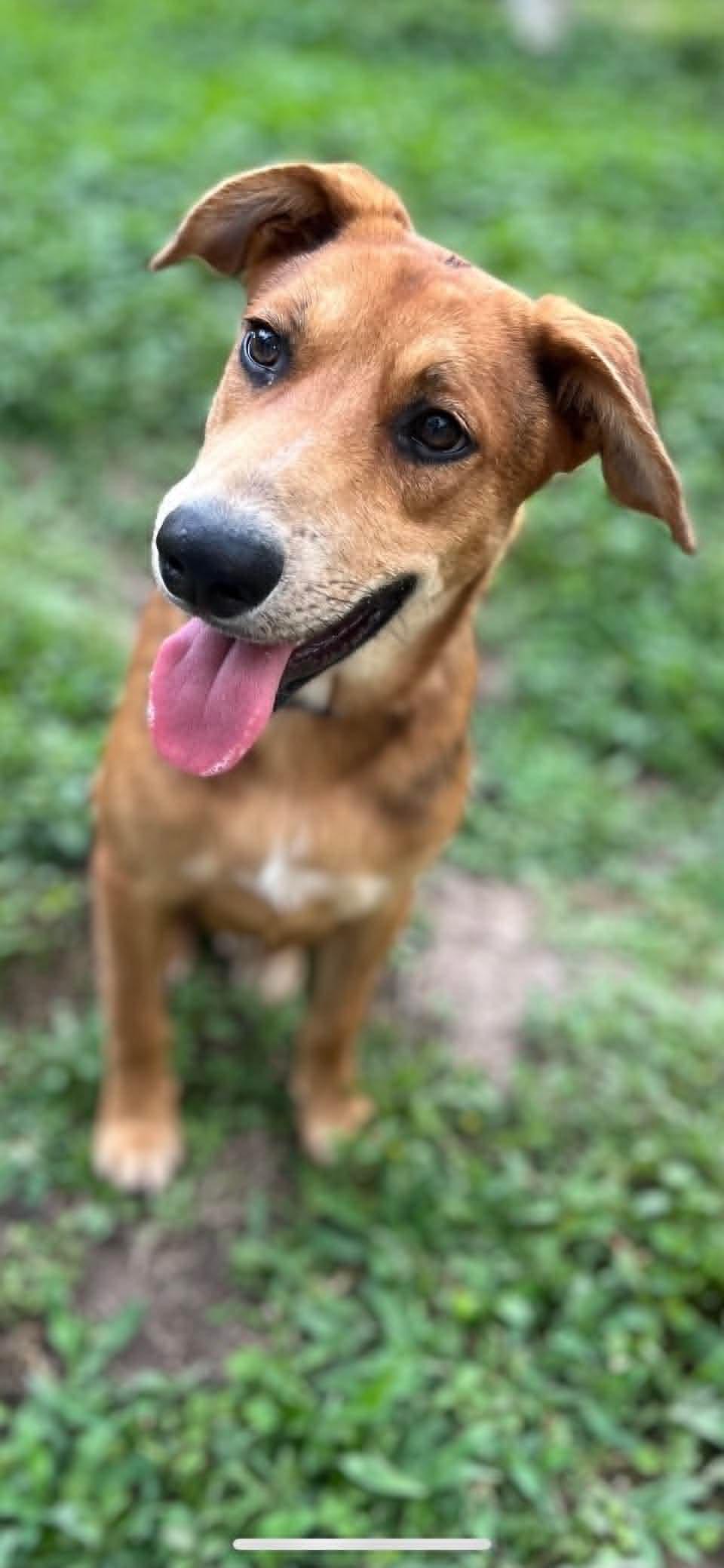 Enlarge Friday, a ADOPTABLE Mixed Breed in Lockhart, TX image 3/3