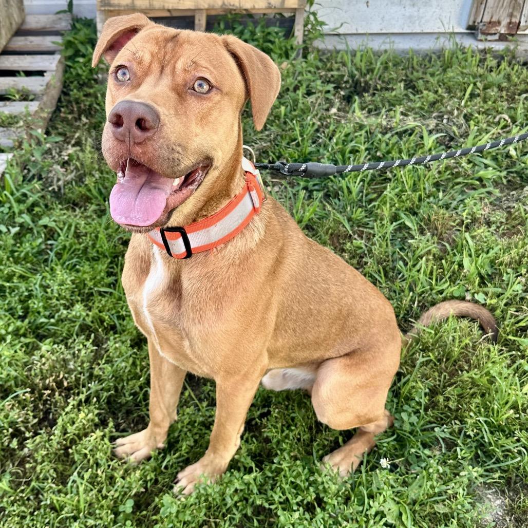 Hooch FC AG, Adoptable, Young Male Mixed Breed.