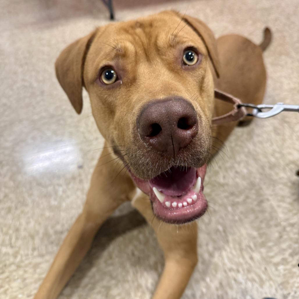 Hooch FC AG, a Adoptable Mixed Breed in Union, MO image 2/6