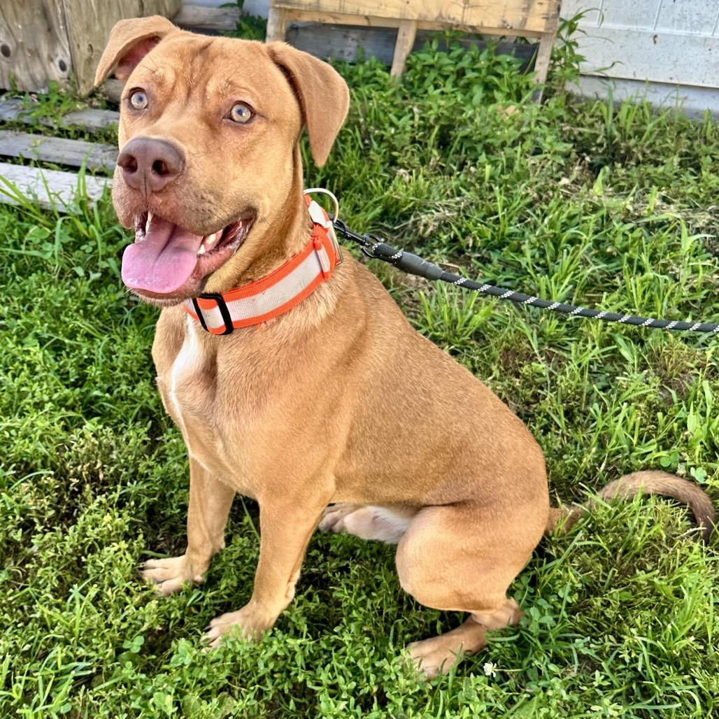 Hooch FC AG, a Adoptable Mixed Breed in Union, MO image 3/6