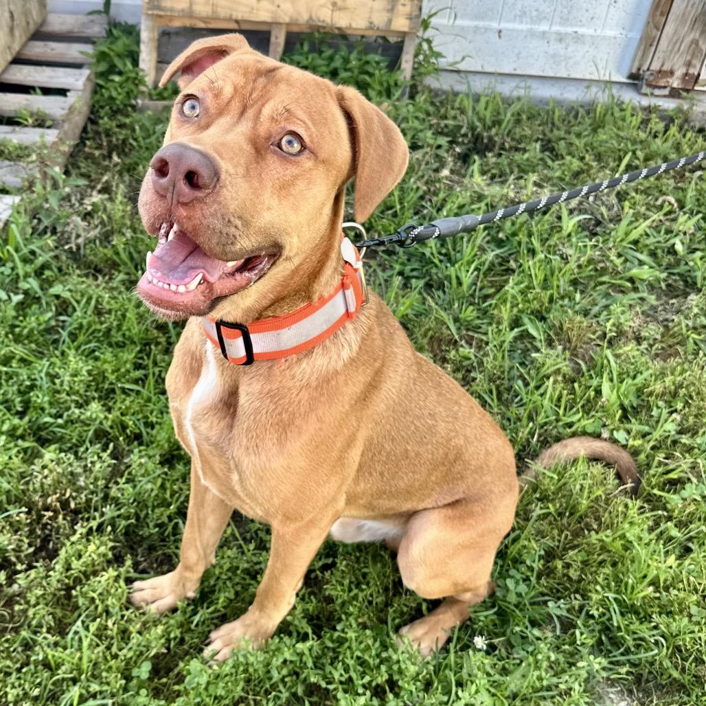Hooch FC AG, a Adoptable Mixed Breed in Union, MO image 4/6