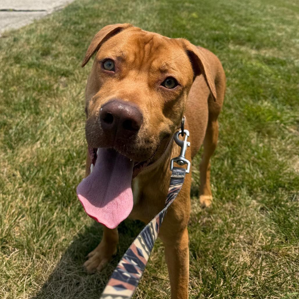 Hooch FC AG, a Adoptable Mixed Breed in Union, MO image 5/6