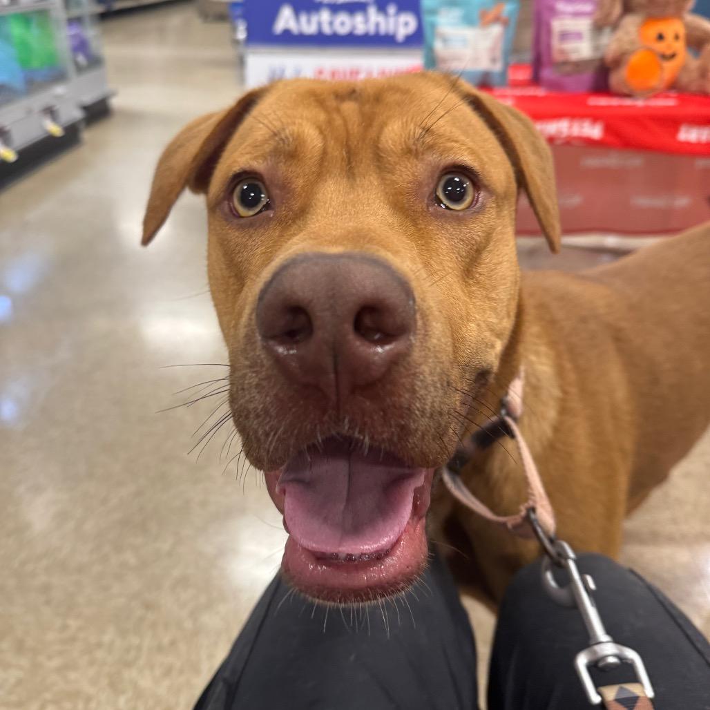 Hooch FC AG, a Adoptable Mixed Breed in Union, MO image 6/6