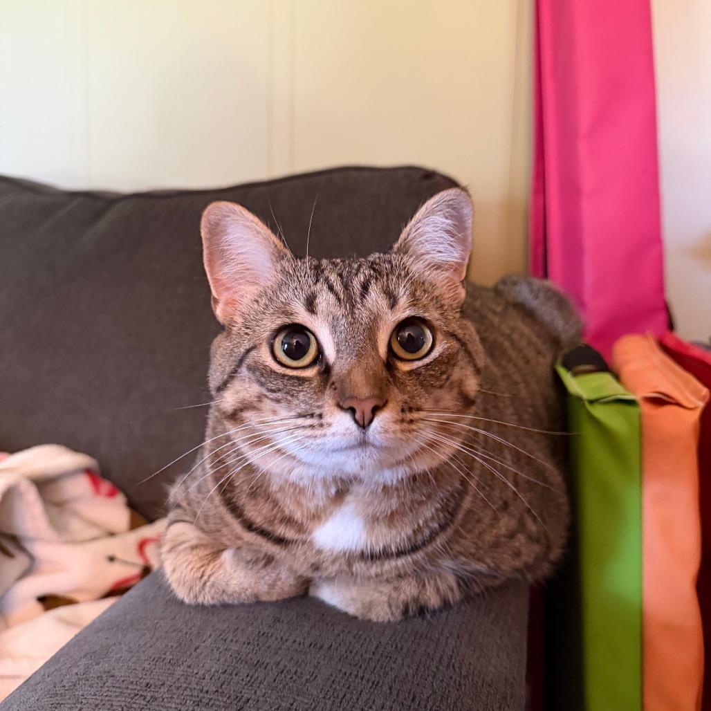 Lucy, Adoptable, Adult Female Domestic Short Hair.