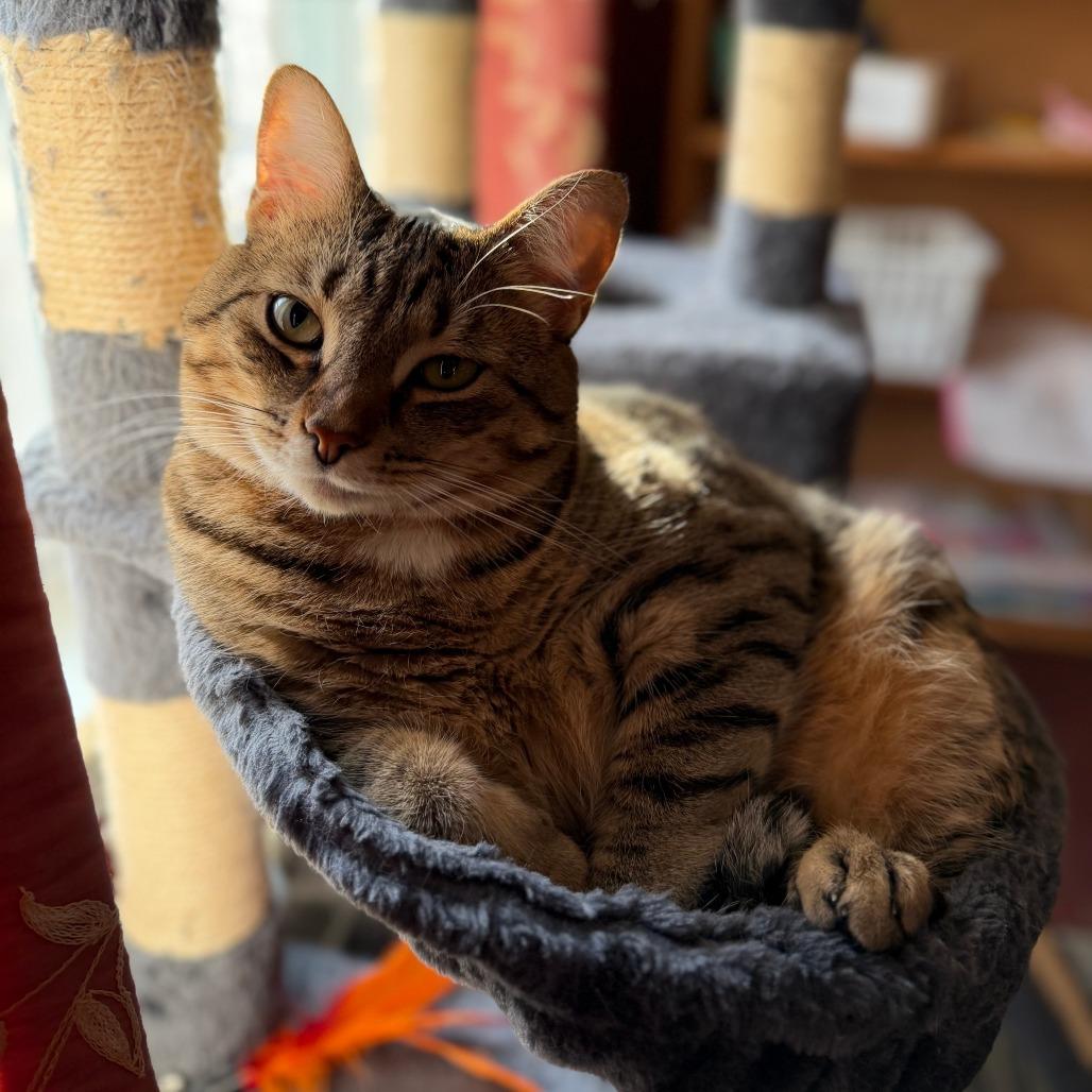 Enlarge Lucy, a Adoptable Domestic Short Hair in Lynchburg, VA image 2/3