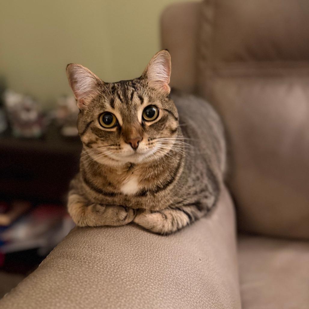 Enlarge Lucy, a Adoptable Domestic Short Hair in Lynchburg, VA image 3/3
