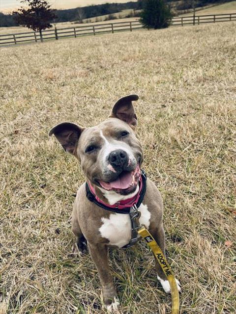 Enlarge CINDY LOU, a Adoptable Pit Bull Terrier in Leesburg, VA image 1/1