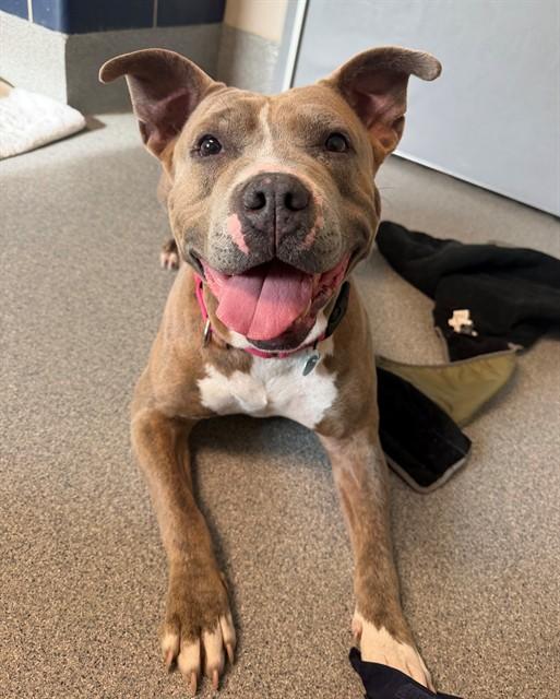 CINDY LOU WHO, Adoptable, Adult Female Pit Bull Terrier.