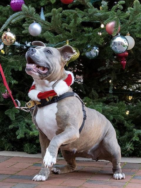 Enlarge CINDY LOU WHO, a Adoptable Pit Bull Terrier in Leesburg, VA image 1/1