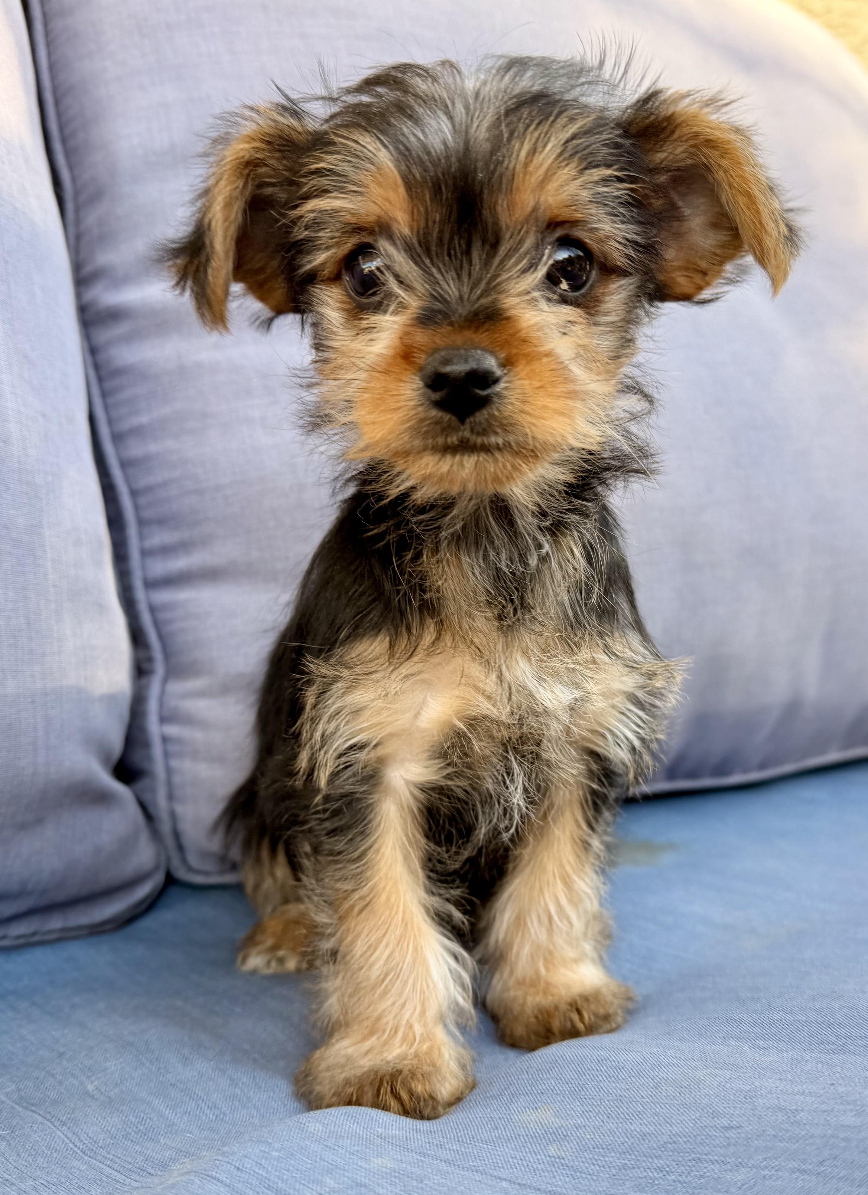 Enlarge Betty Lou , a ADOPTABLE mixed breed in ontario, CA image 4/5