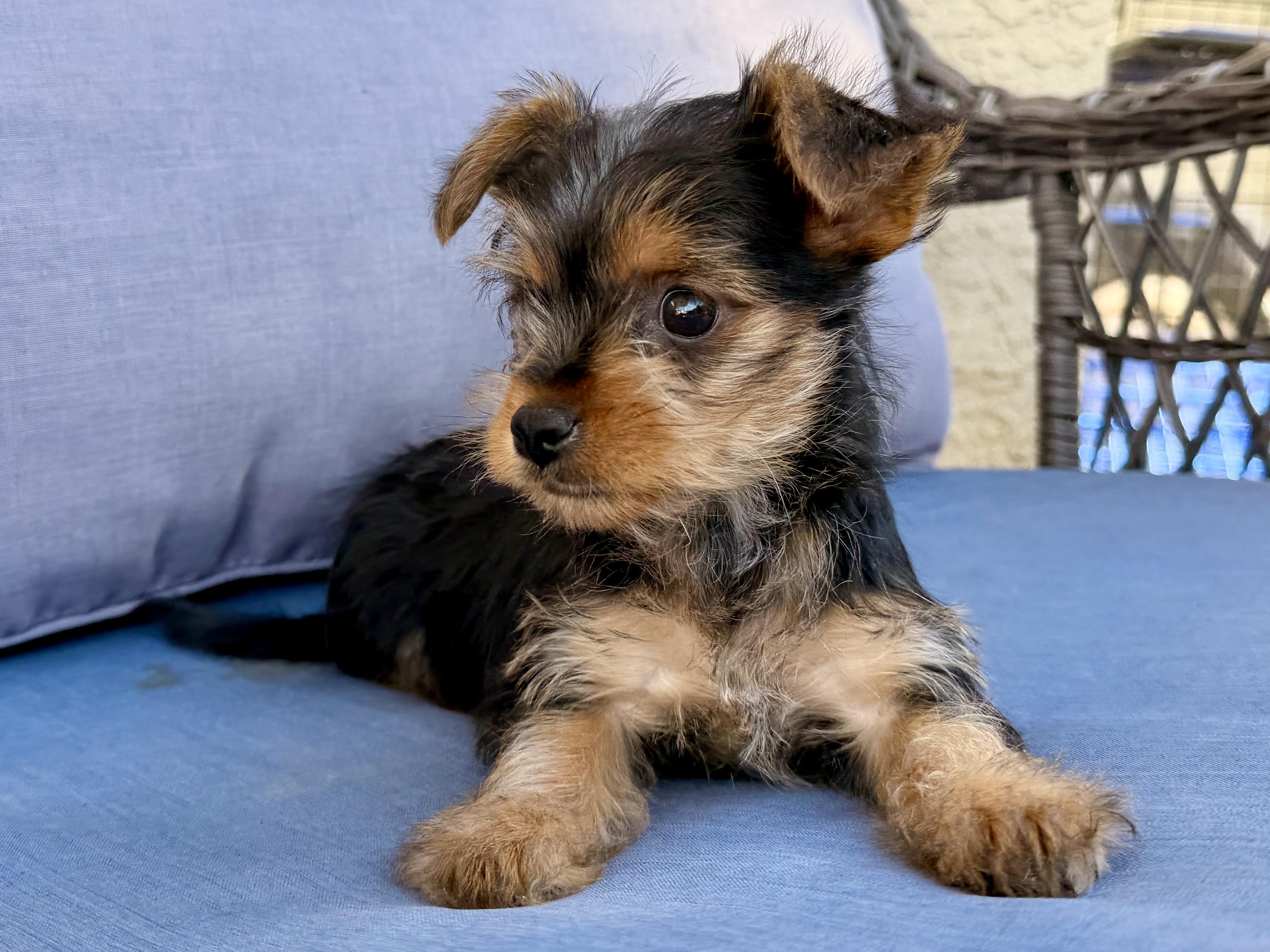 Enlarge Betty Lou , a ADOPTABLE mixed breed in ontario, CA image 3/5