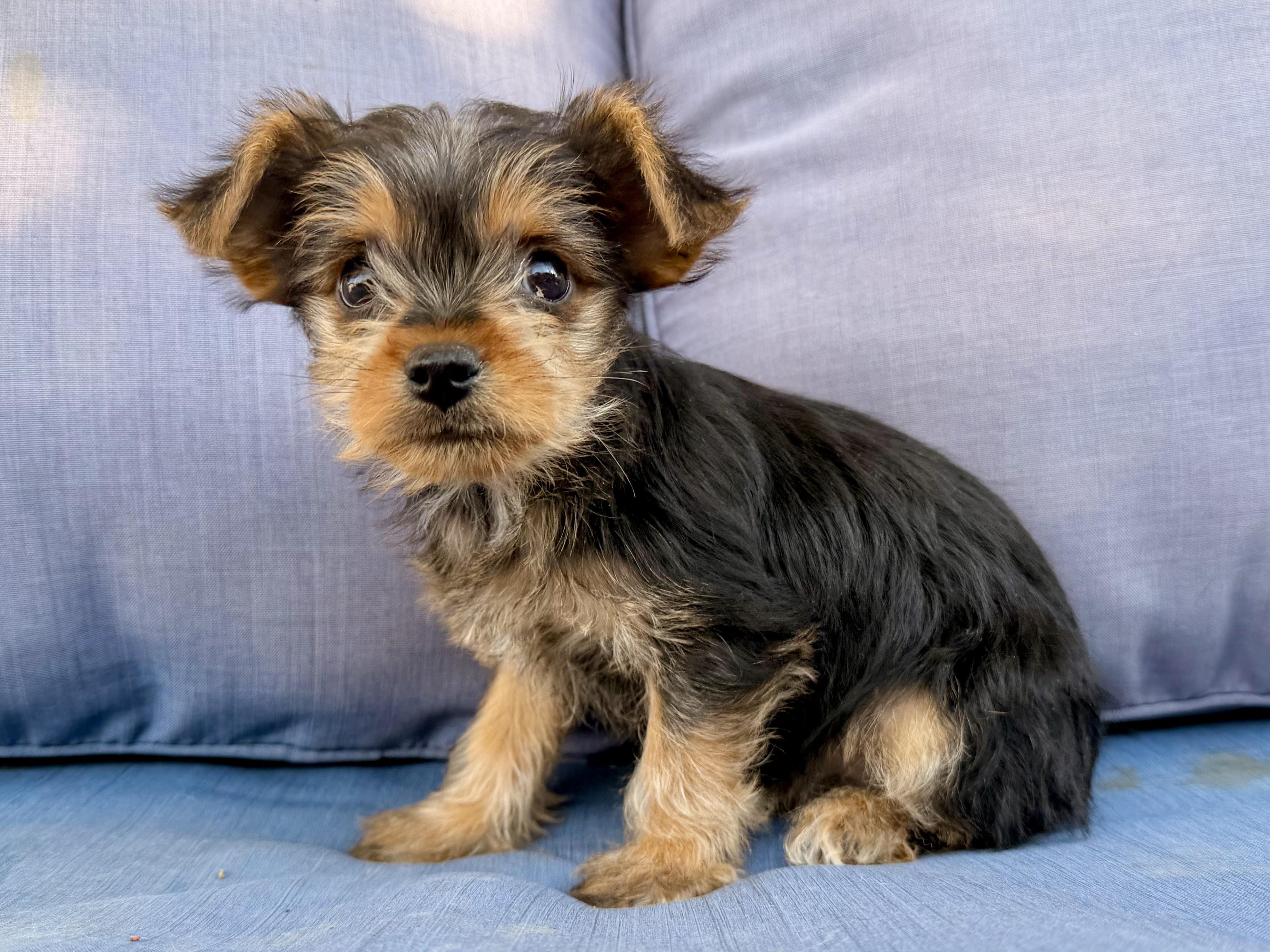 Enlarge Betty Lou , a ADOPTABLE mixed breed in ontario, CA image 2/5