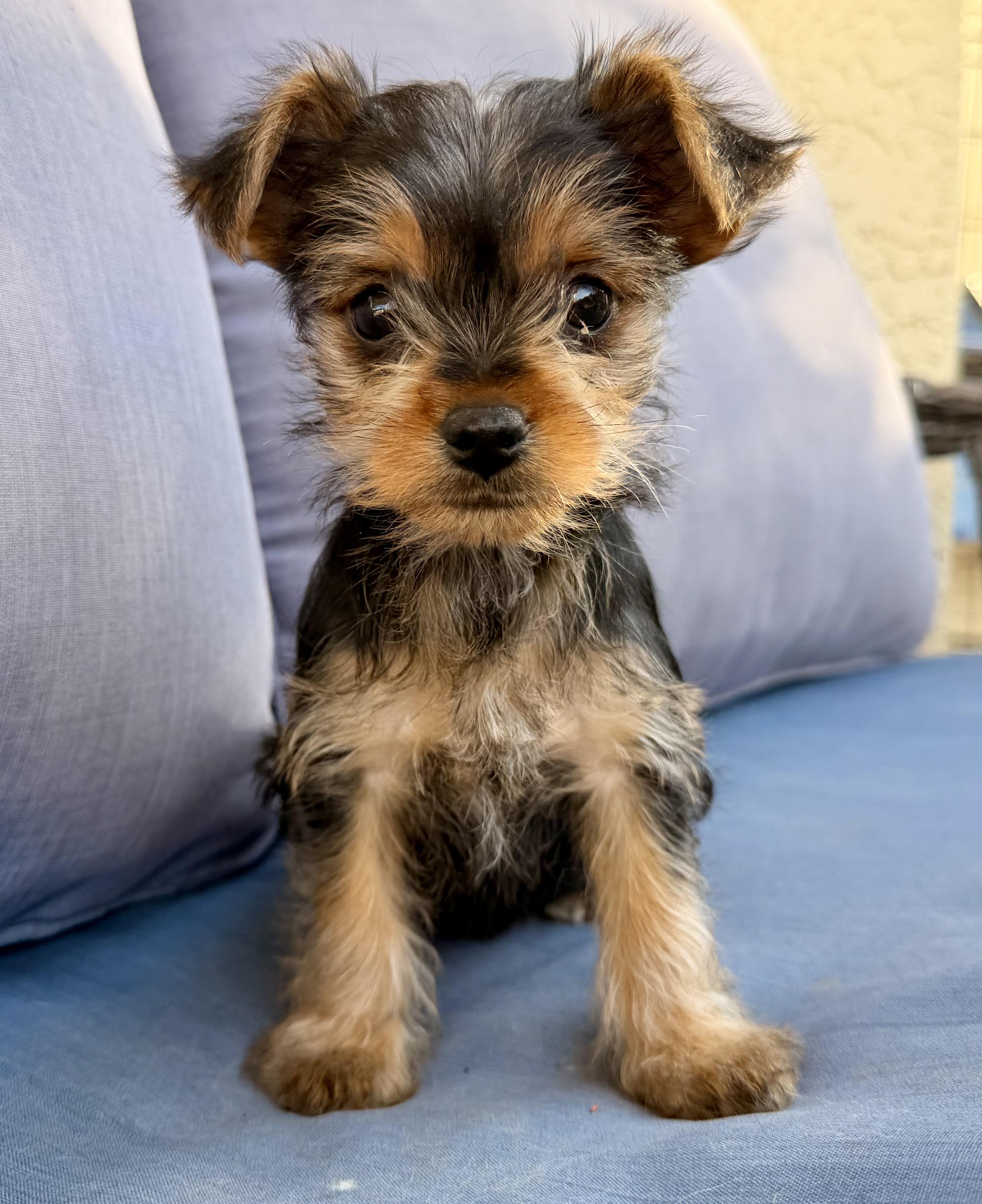Betty Lou , ADOPTABLE, Puppy Female Yorkshire Terrier & Shih Tzu.