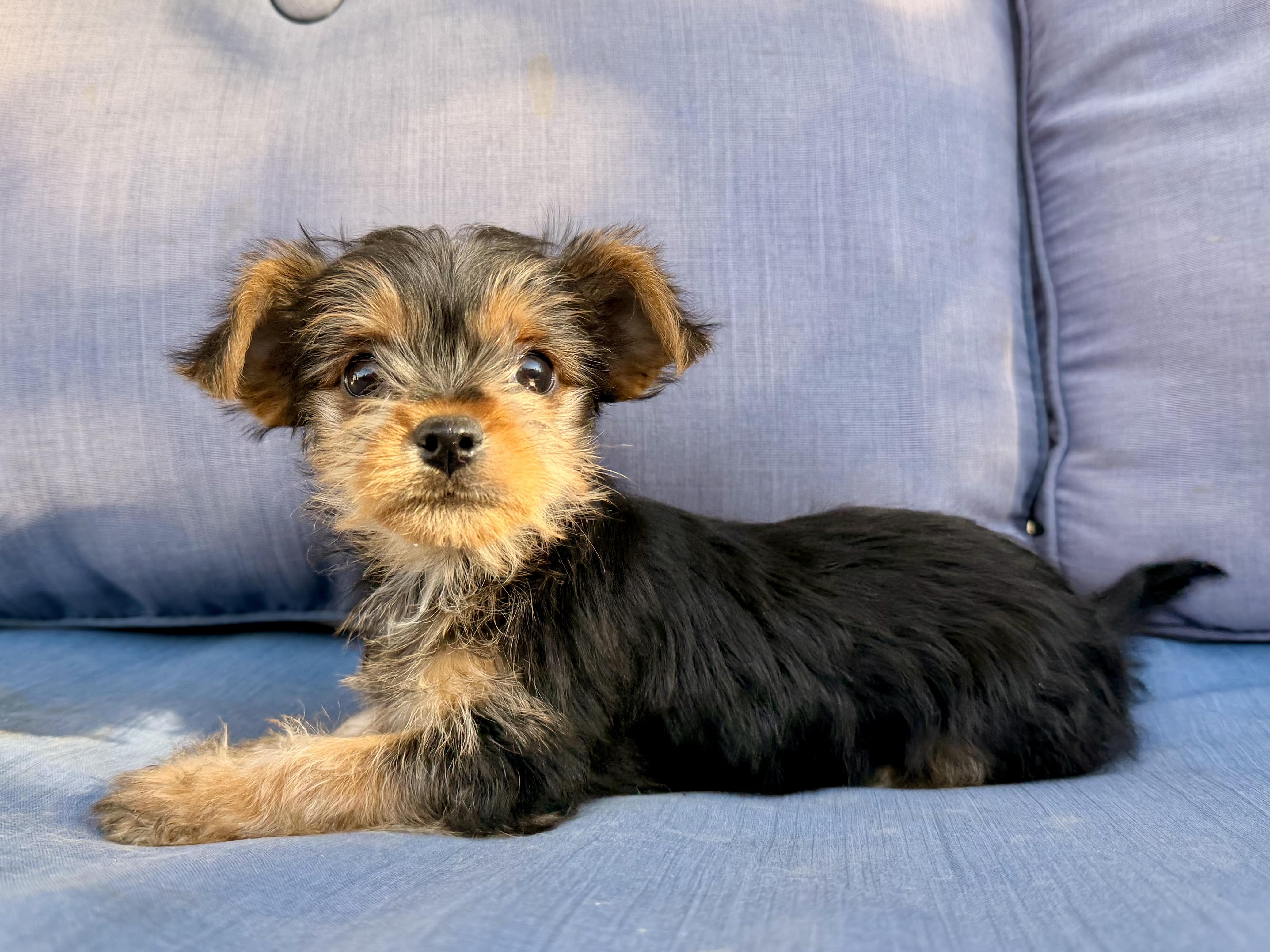 Enlarge Betty Lou , a ADOPTABLE mixed breed in ontario, CA image 5/5