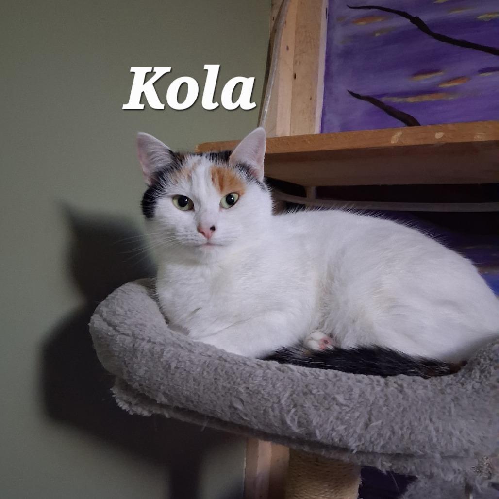 Enlarge Kola, a Adoptable mixed breed in Grand Rapids, MN image 1/2