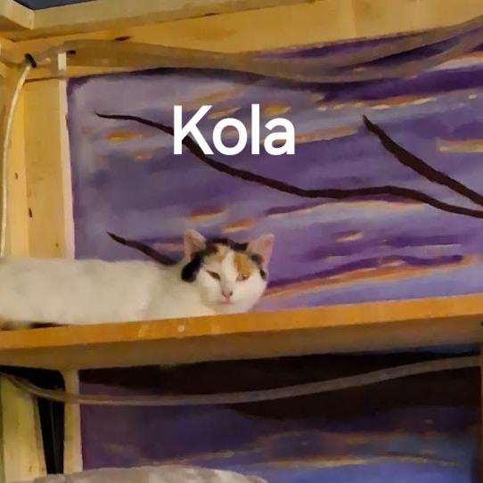 Enlarge Kola, a Adoptable mixed breed in Grand Rapids, MN image 2/2