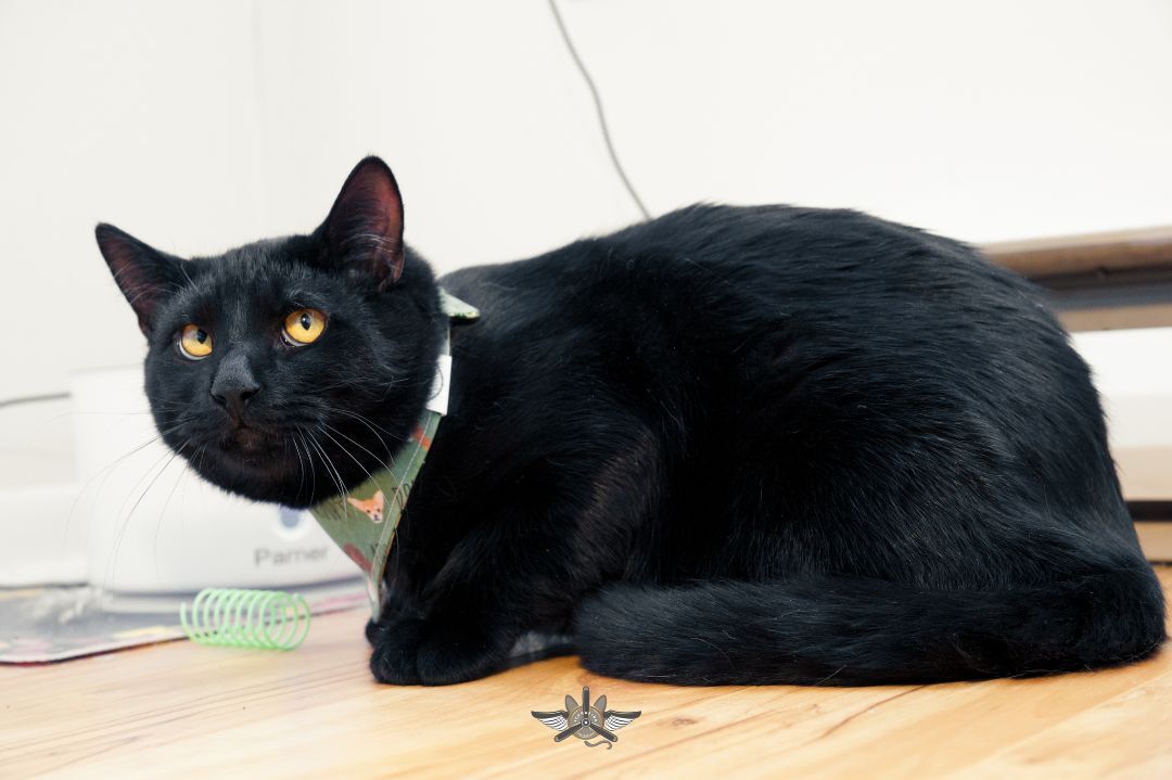 Shadow, a Adoptable Domestic Short Hair in Fredericton, NB image 1/5