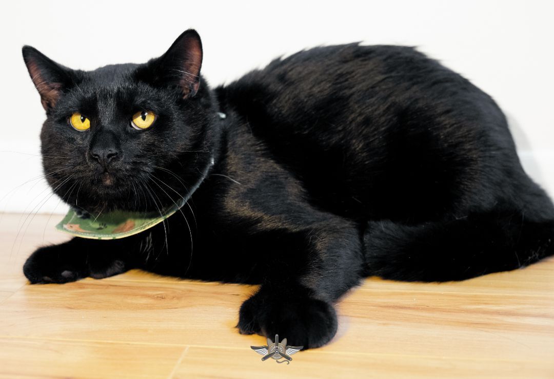 Shadow, a Adoptable Domestic Short Hair in Fredericton, NB image 2/5