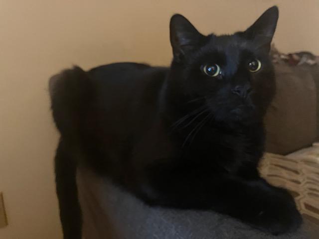 Shadow, a Adoptable Domestic Short Hair in Fredericton, NB image 3/5