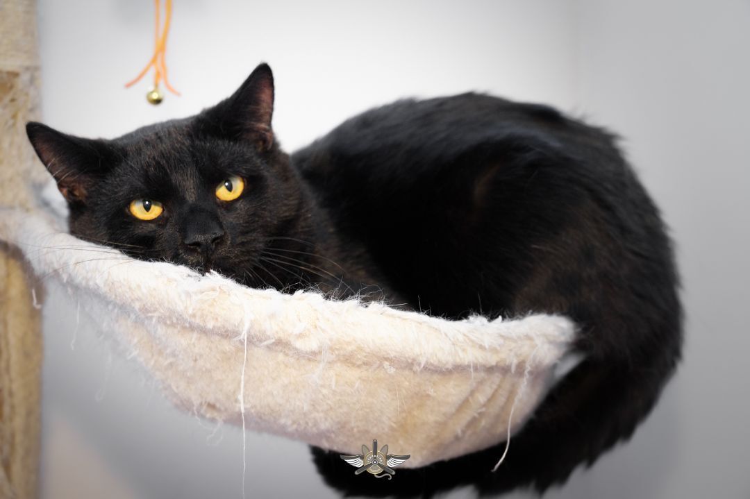 Shadow, a Adoptable Domestic Short Hair in Fredericton, NB image 4/5