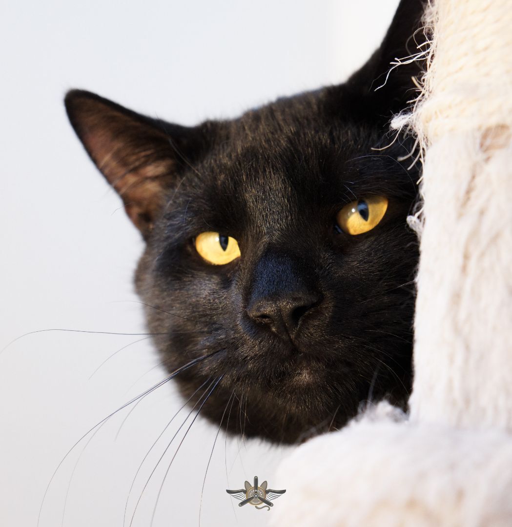 Shadow, a Adoptable Domestic Short Hair in Fredericton, NB image 5/5