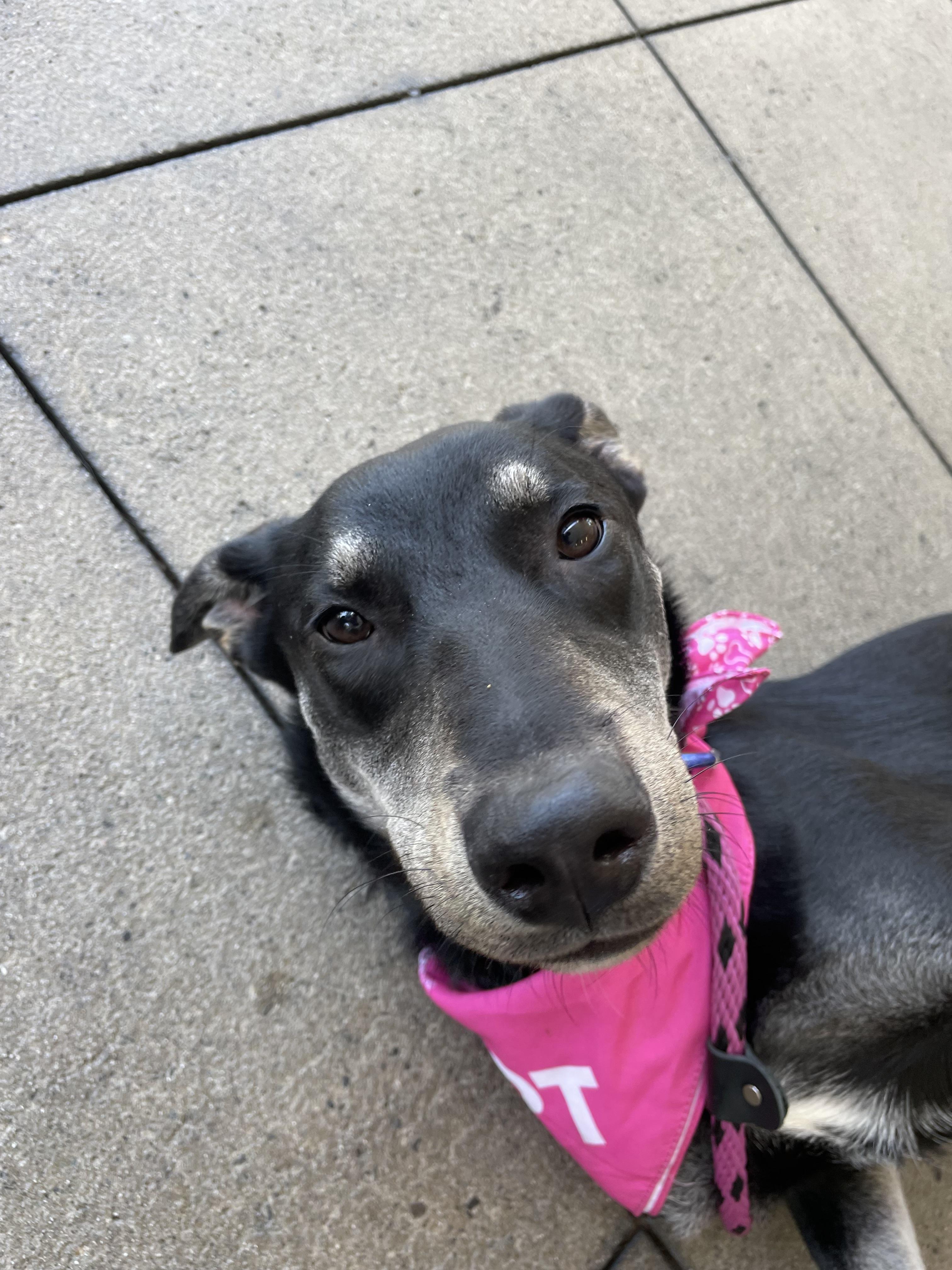 Enlarge Addie, a Adoptable mixed breed in Studio City, CA image 1/5