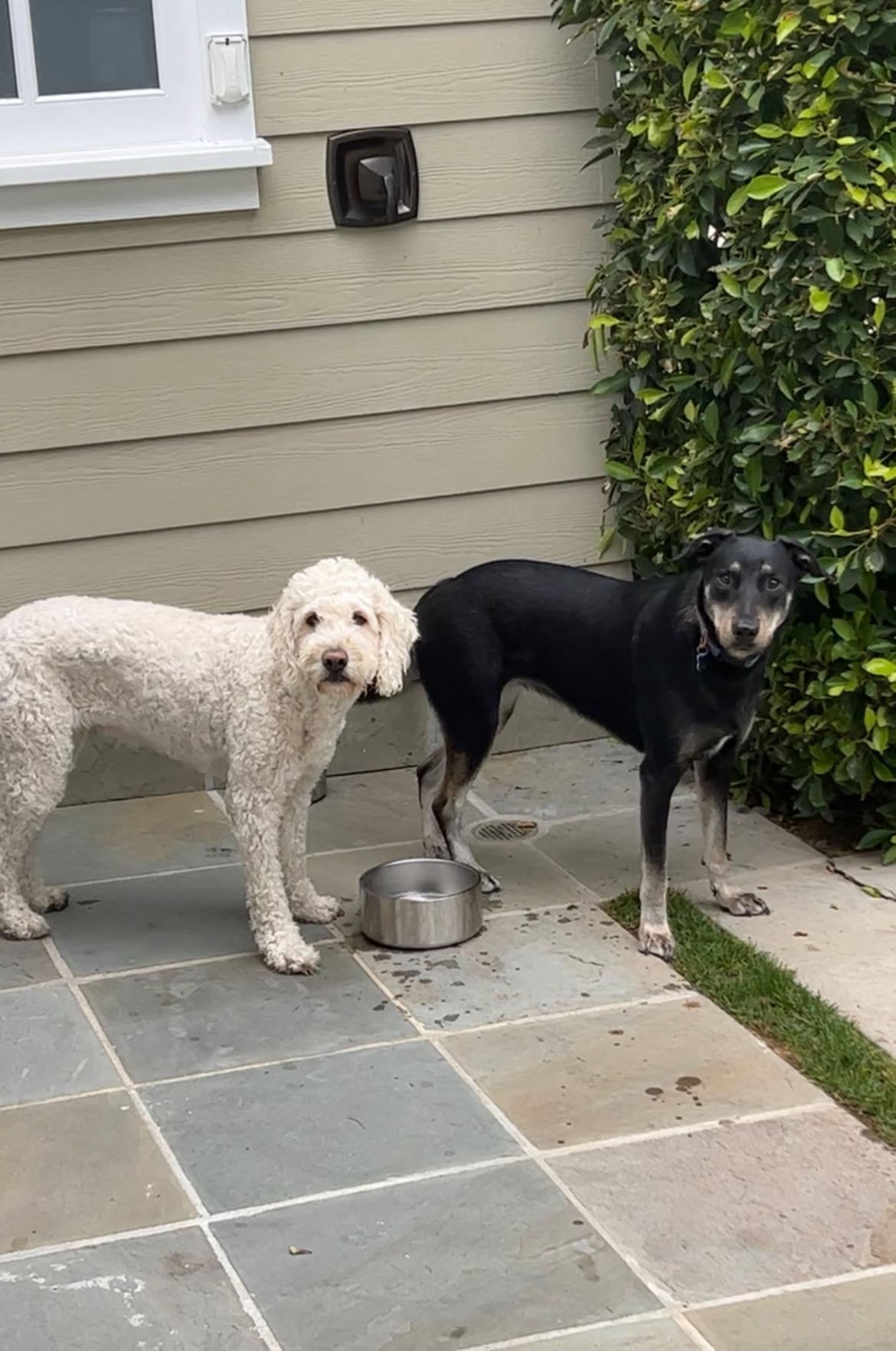 Enlarge Addie, a Adoptable mixed breed in Studio City, CA image 2/5