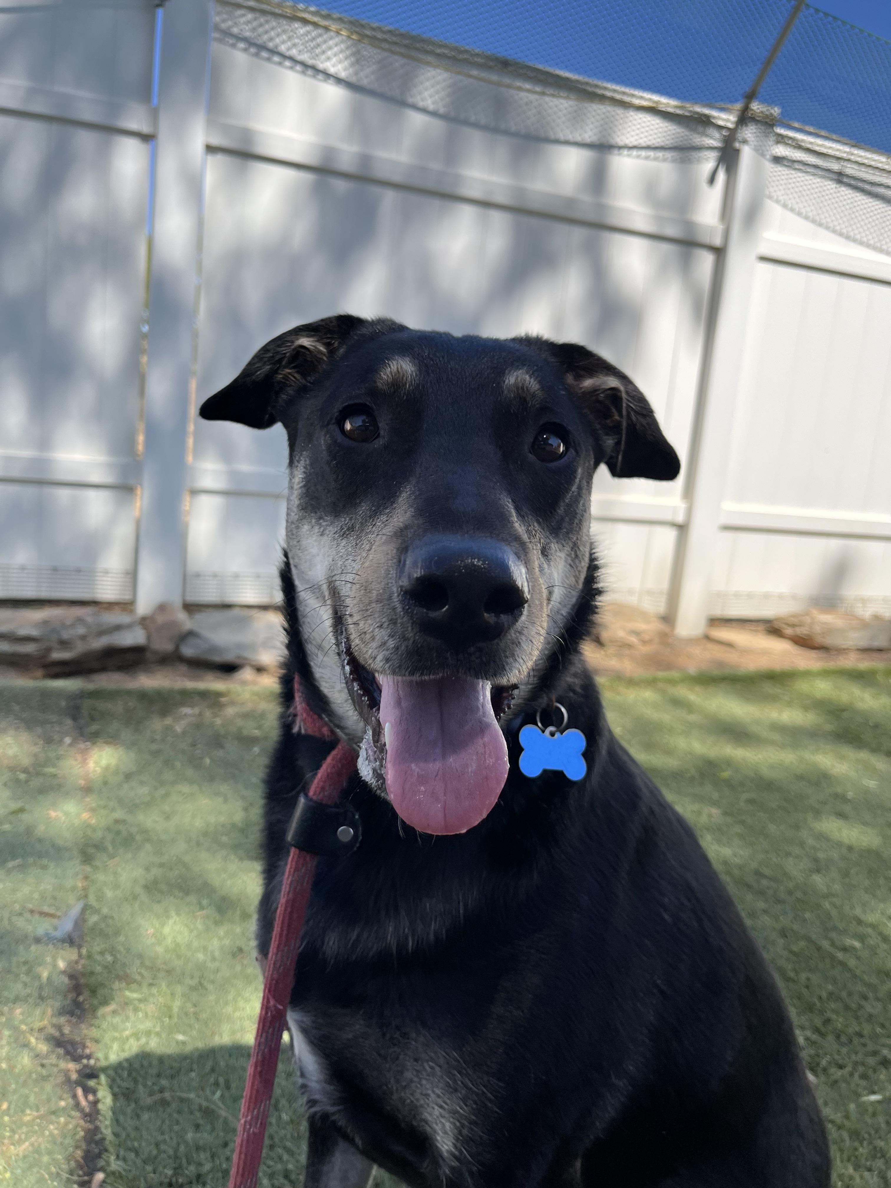 Enlarge Addie, a Adoptable mixed breed in Studio City, CA image 3/5