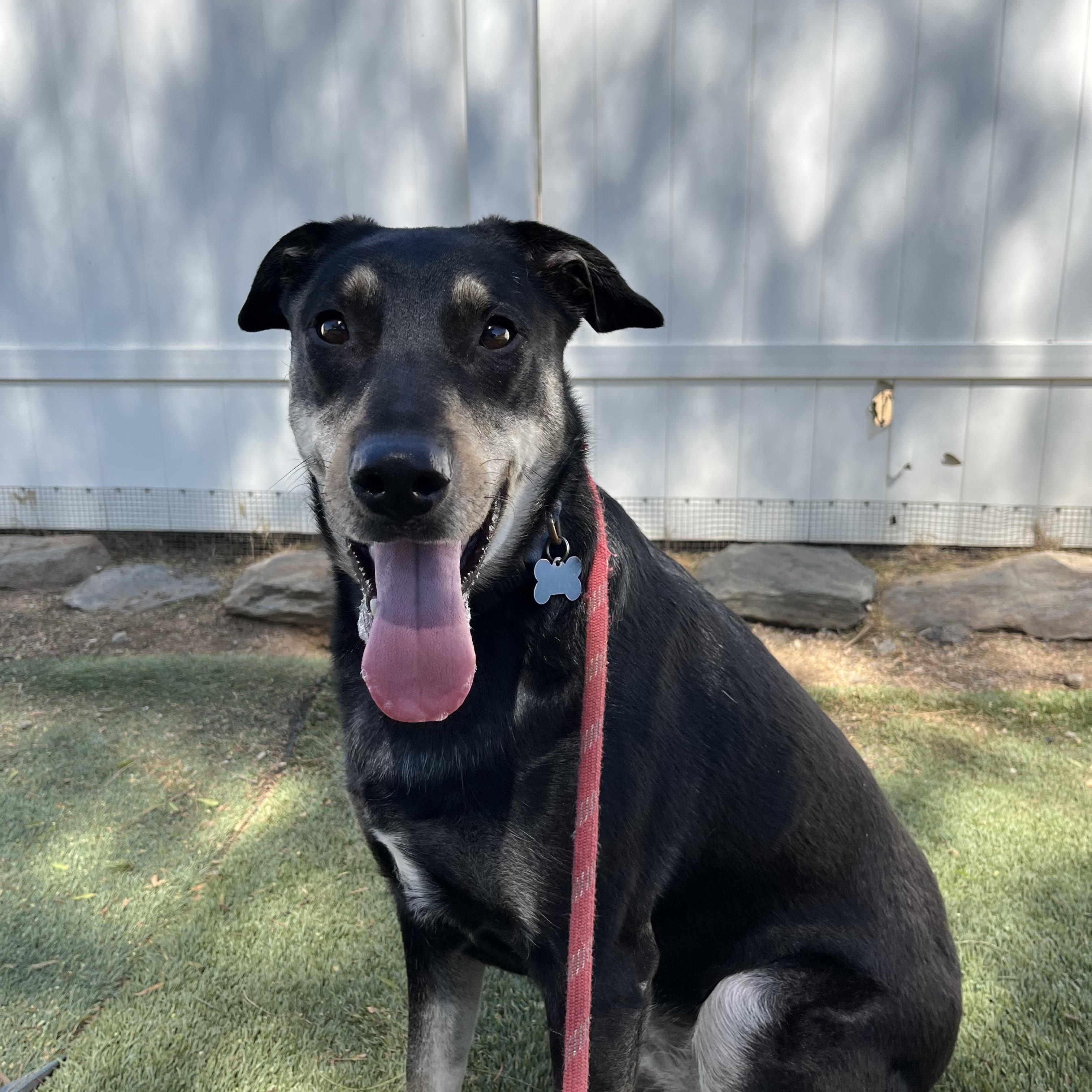 Enlarge Addie, a Adoptable mixed breed in Studio City, CA image 5/5