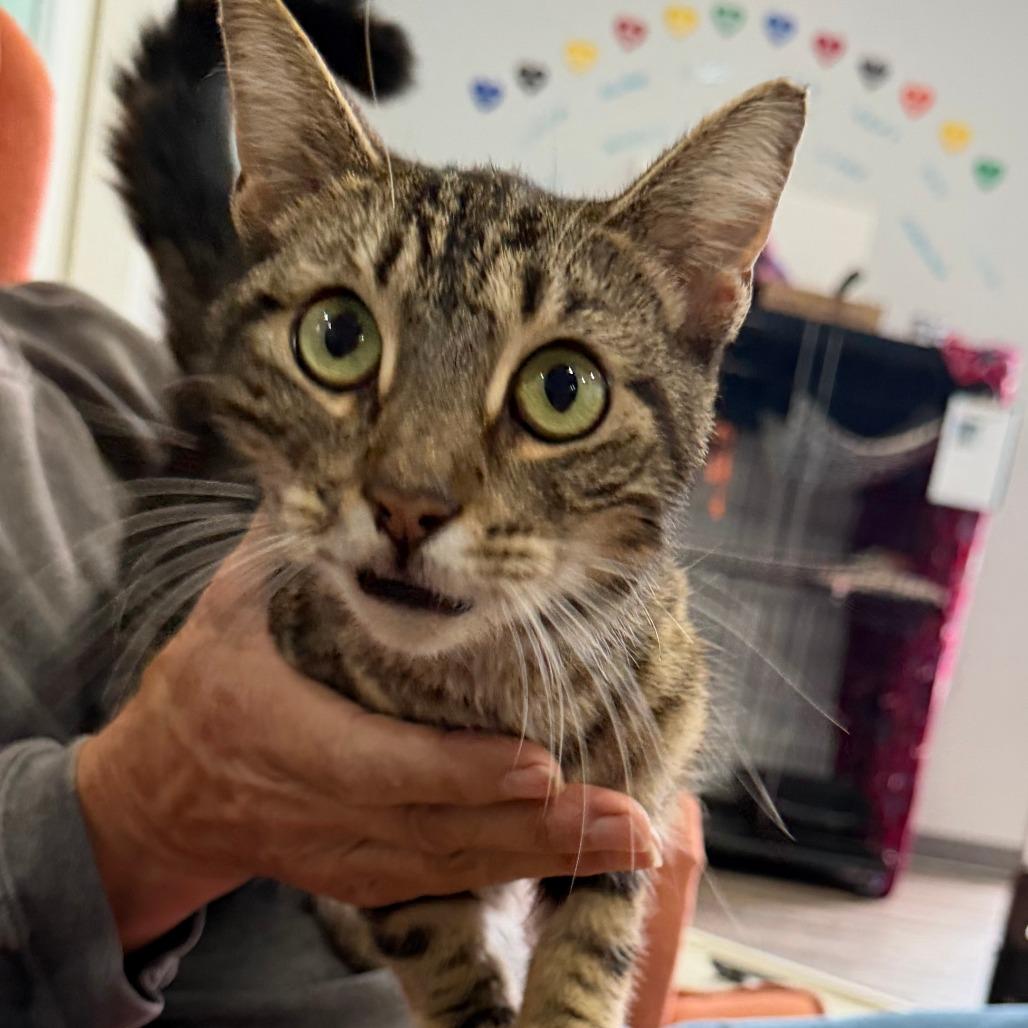 Enlarge CJ, a Adoptable Domestic Short Hair in Marion, VA image 1/1