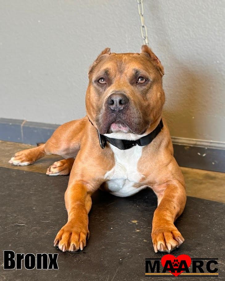 Bronx, Adoptable, Adult Male Pit Bull Terrier & Mixed Breed.