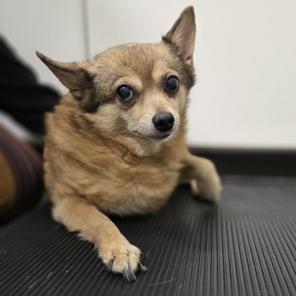 Enlarge Pollie Rollie, a Adoptable Mixed Breed in Washington Township, OH image 1/1