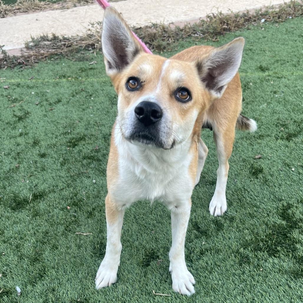 Zendaya, Adoptable, Adult Female Mixed Breed & Cattle Dog.