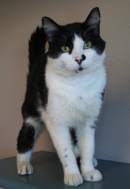 Kato, Adopted, Adult Male Domestic Short Hair & Domestic Short Hair.