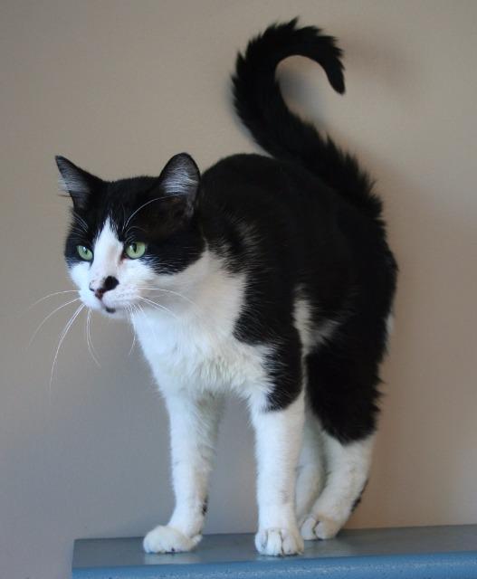 Enlarge Kato, a Adopted mixed breed in Bemidji, MN image 2/2