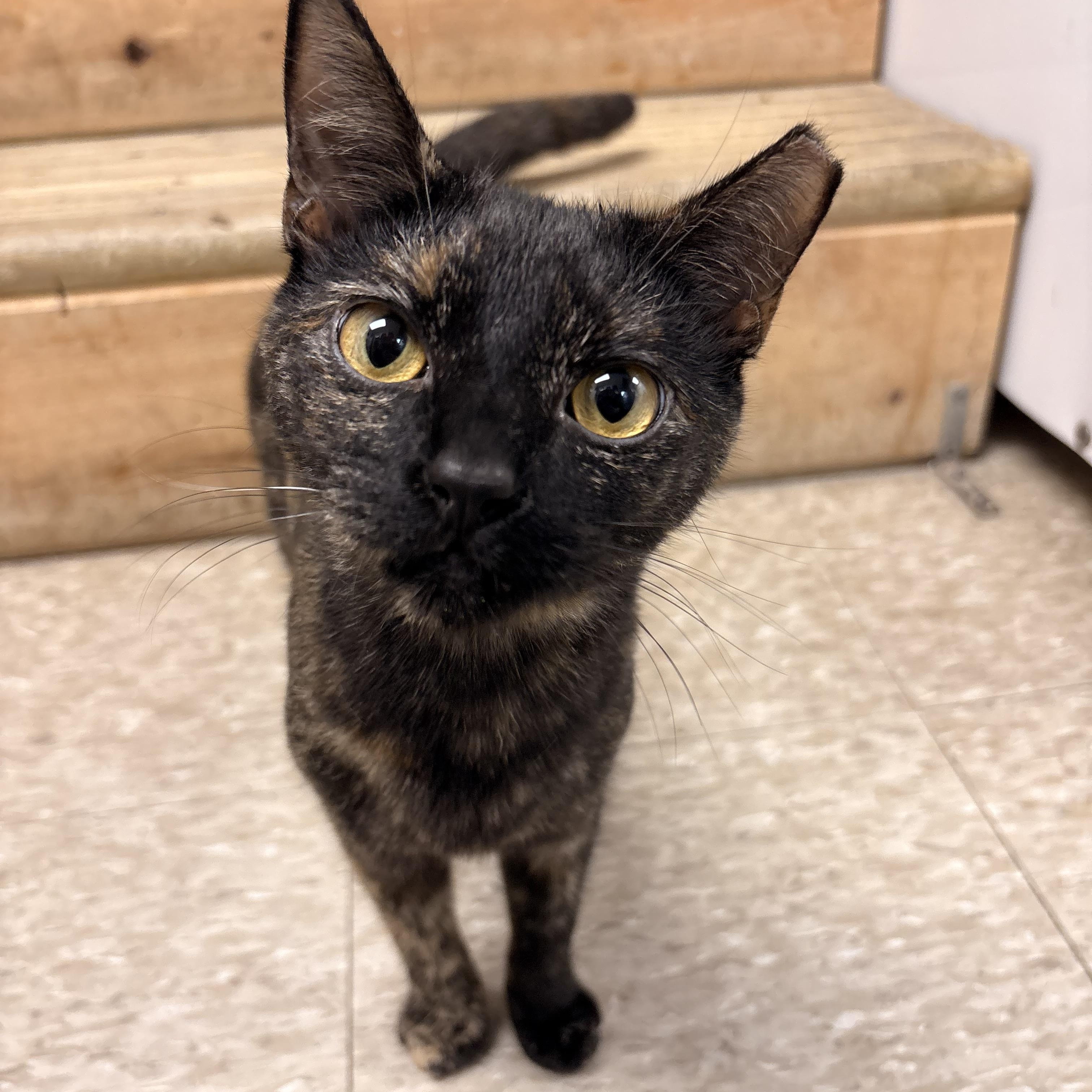 Enlarge Brûlée, a ADOPTABLE Domestic Short Hair in White Oak, PA image 2/3