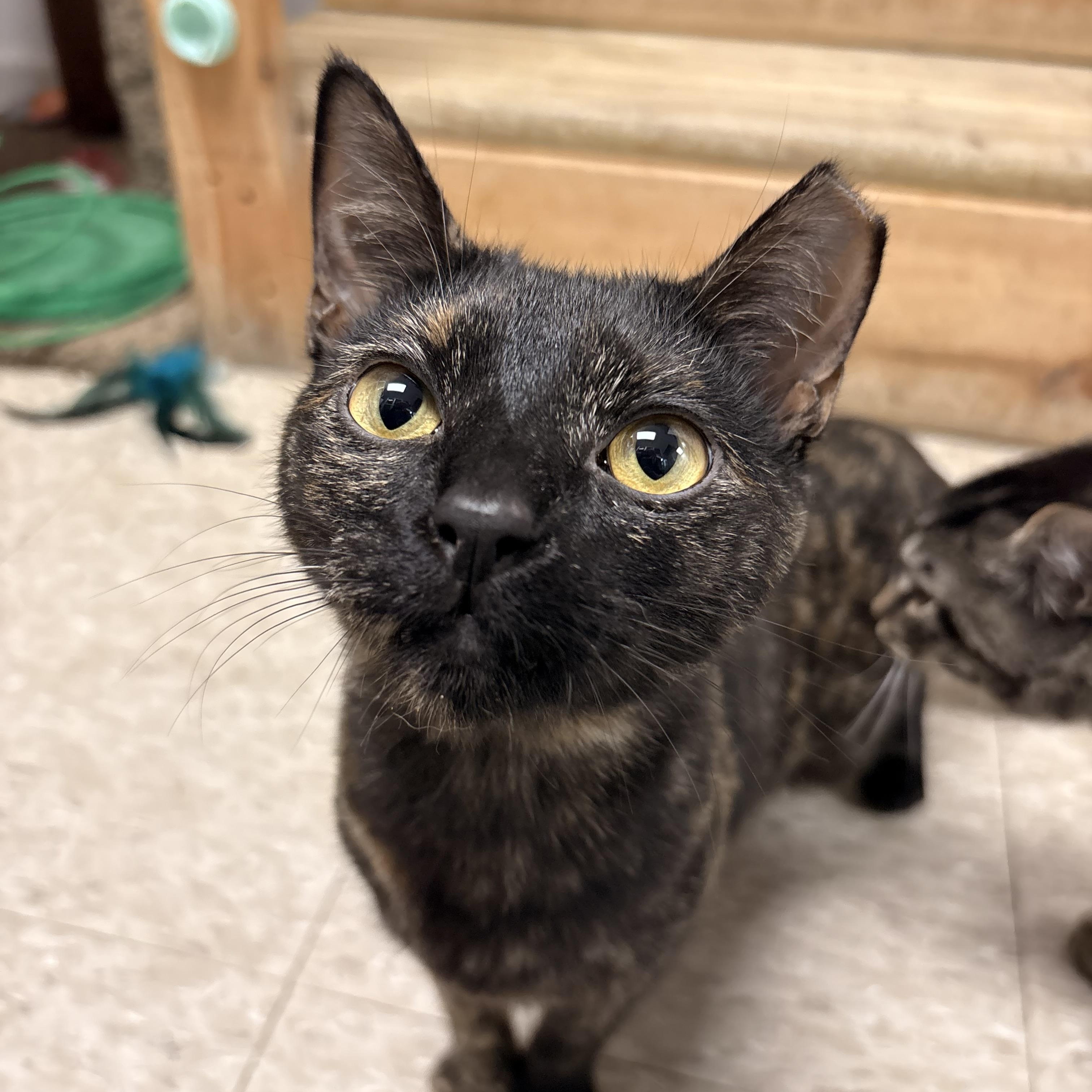 Enlarge Brûlée, a ADOPTABLE Domestic Short Hair in White Oak, PA image 1/3