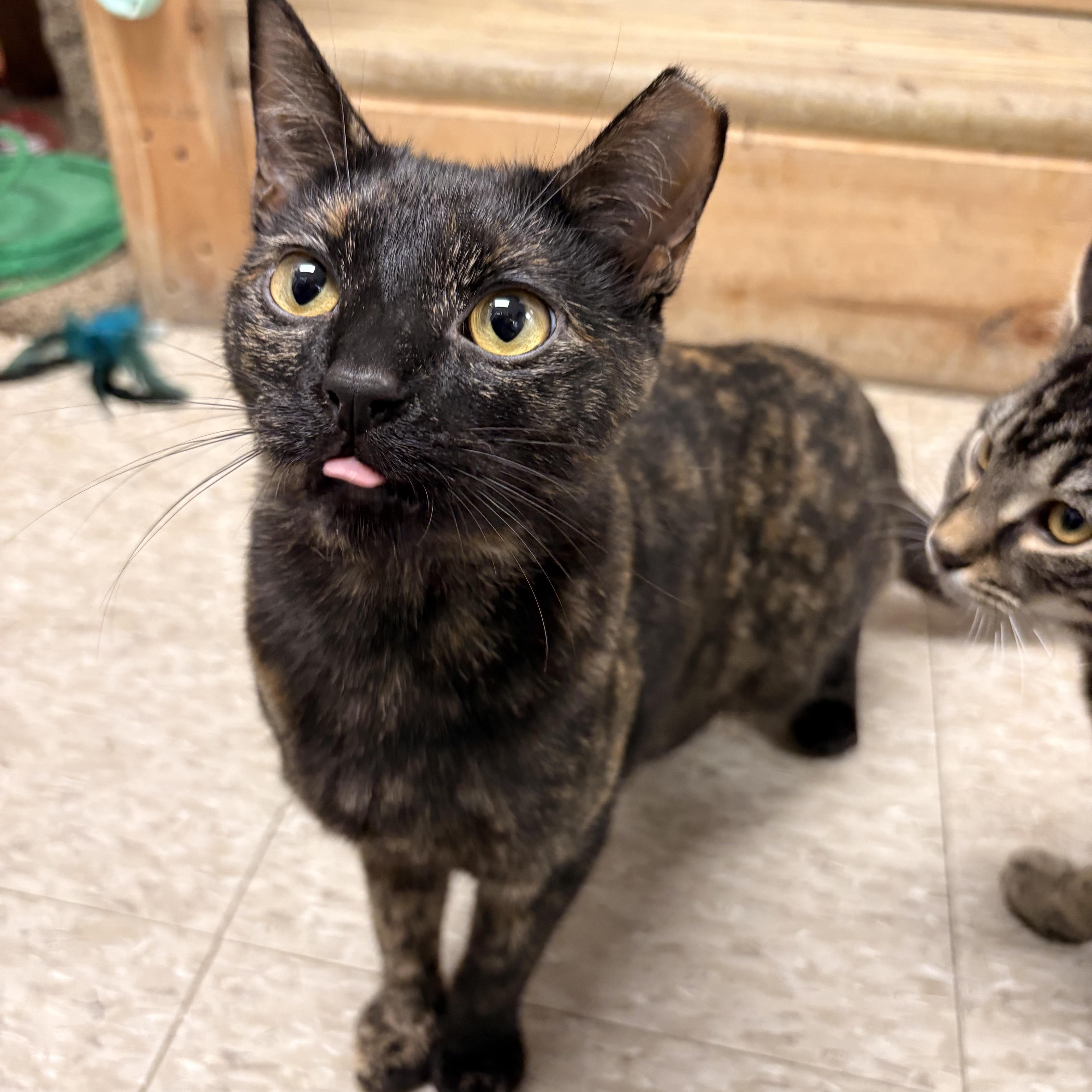 Enlarge Brûlée, a ADOPTABLE Domestic Short Hair in White Oak, PA image 3/3