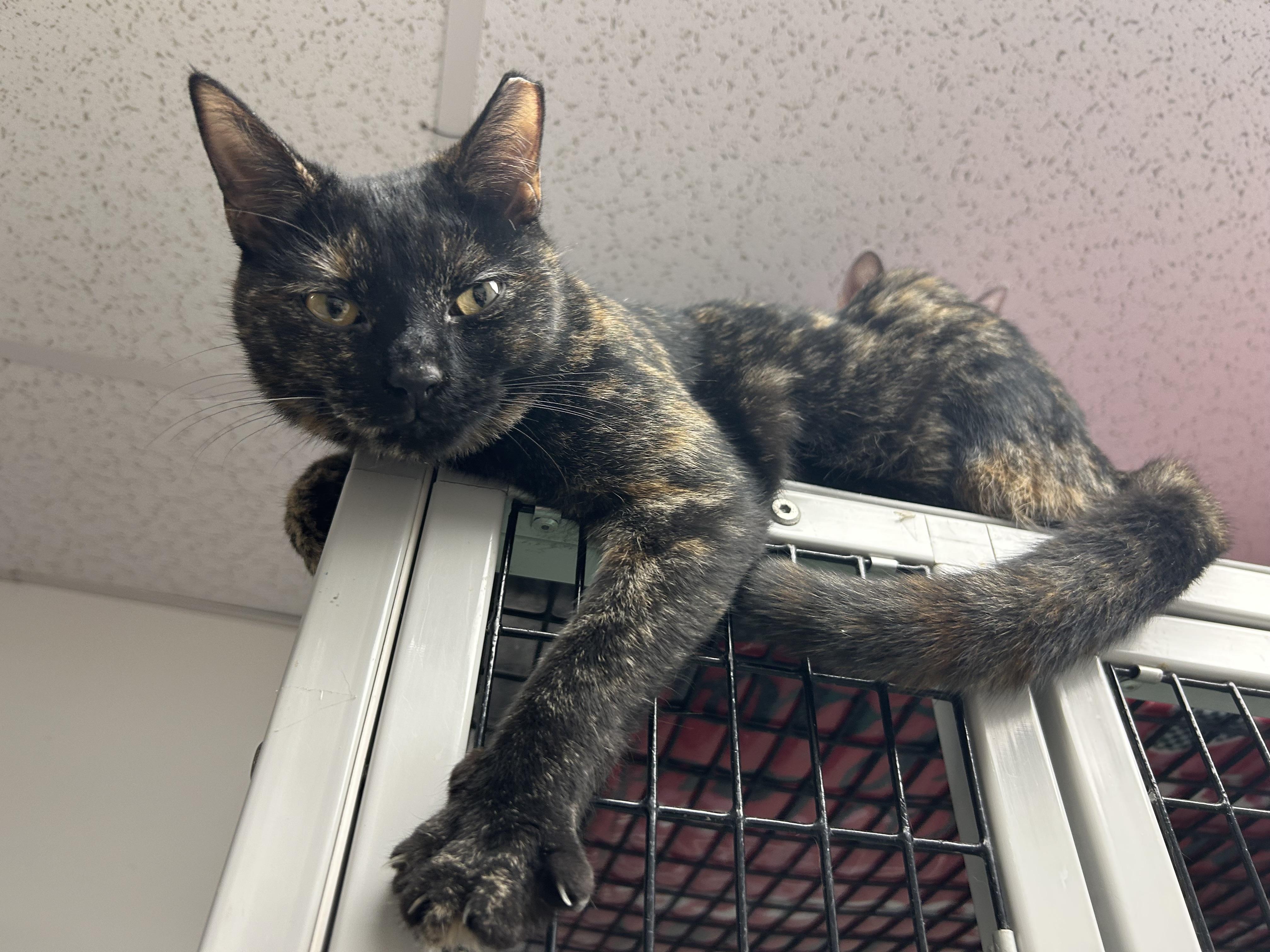 Enlarge Brûlée, a ADOPTABLE Domestic Short Hair in White Oak, PA image 4/4