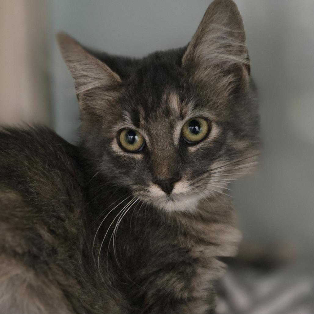 Yoshi, Adoptable, Kitten Female Domestic Medium Hair.