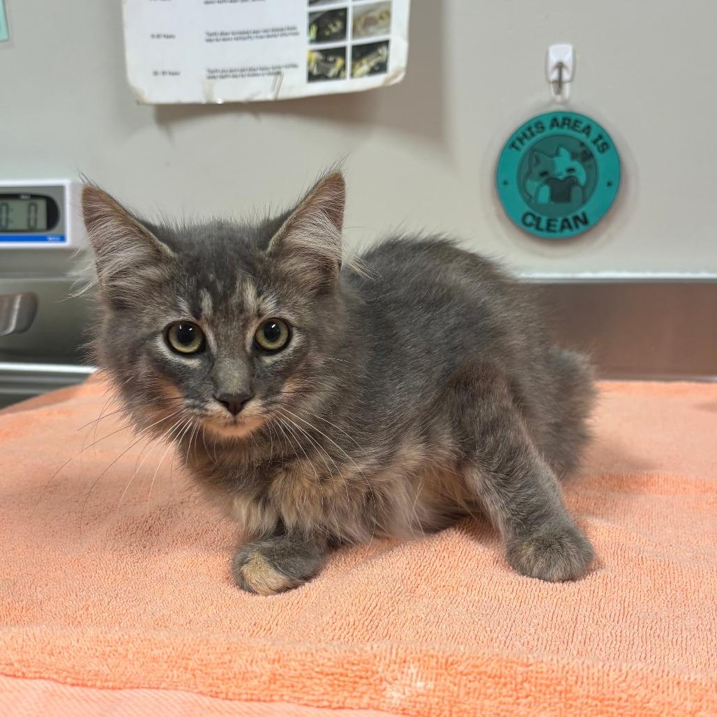 Enlarge Yoshi, a Adoptable Domestic Medium Hair in Saint Cloud, MN image 2/5